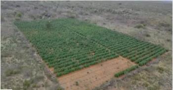 Mais de 35 mil pés de maconha são destruídos em operação realizada na região norte da Bahia