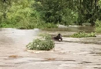 Ipiaú, Égua fica ilhada com cheia do Rio de contas