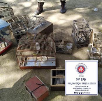 Polícia Militar faz apreensão de animais silvestres em Jequié