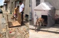 Grupo de voluntários fabrica casinhas de madeira para proteger cães de rua em Paulo Afonso (BA)