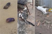 Jacobina, Moradores da Estrada Nova revoltados com cães e gatos envenenados