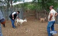 Doenças em animais gera preocupação a autoridades e produtores de Santa Cruz