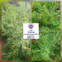 Polícia destrói plantação de maconha na zona rural de Cravolândia